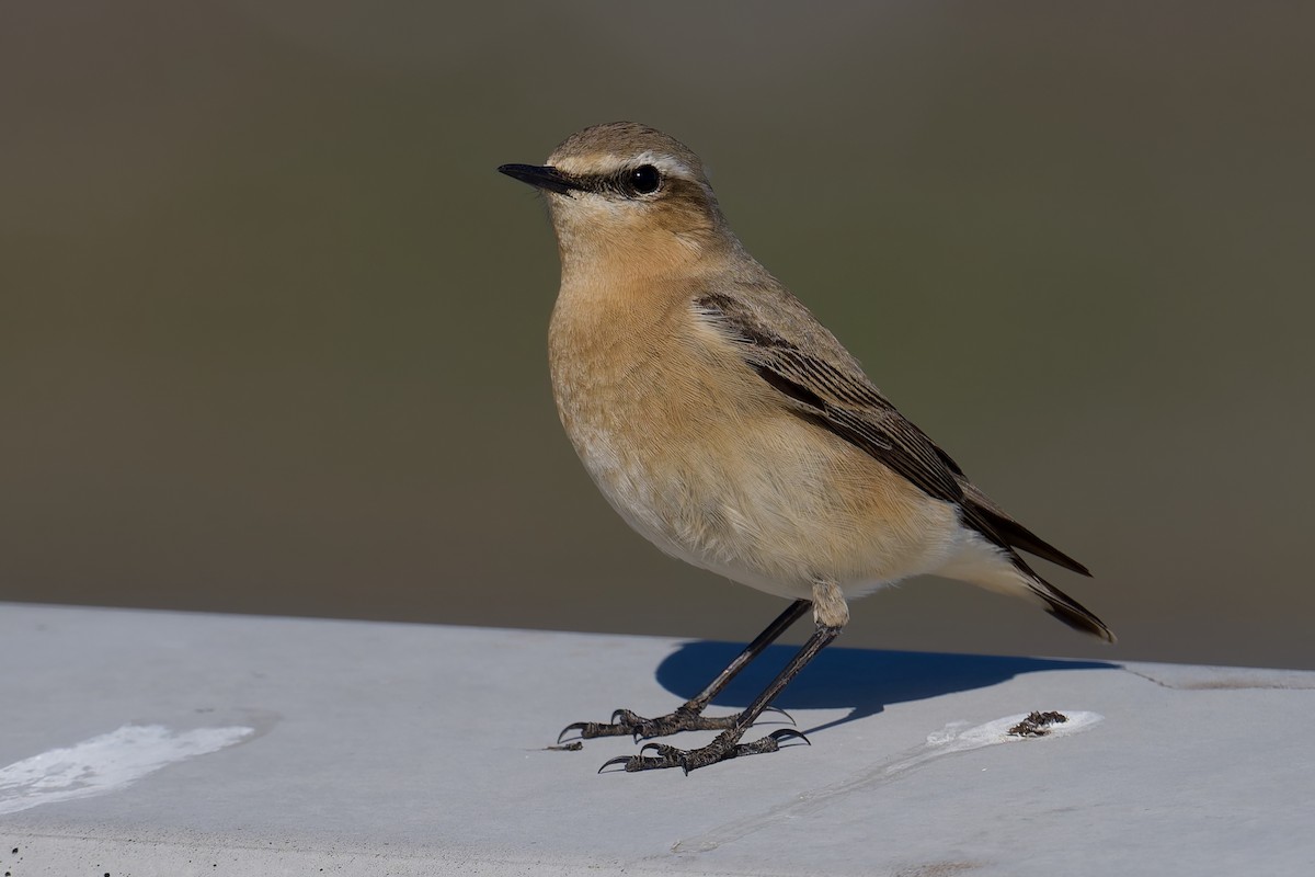 Адууч чогчиго - ML635371012