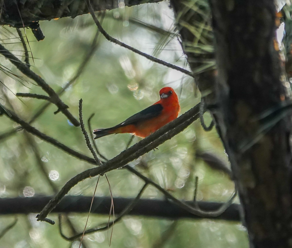 Scarlet Tanager - ML635371031