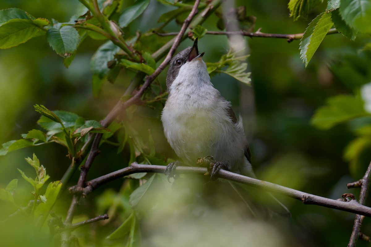 Тарчигнаа зэржгэнэ - ML635371042