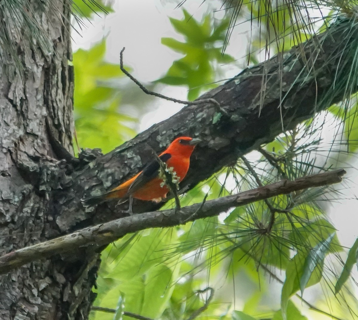 Scarlet Tanager - ML635371043