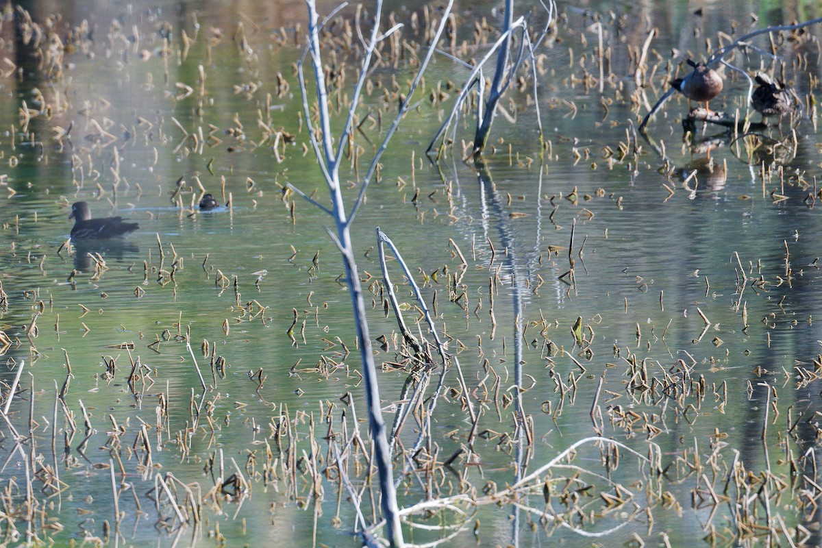Wood Duck - ML635371044