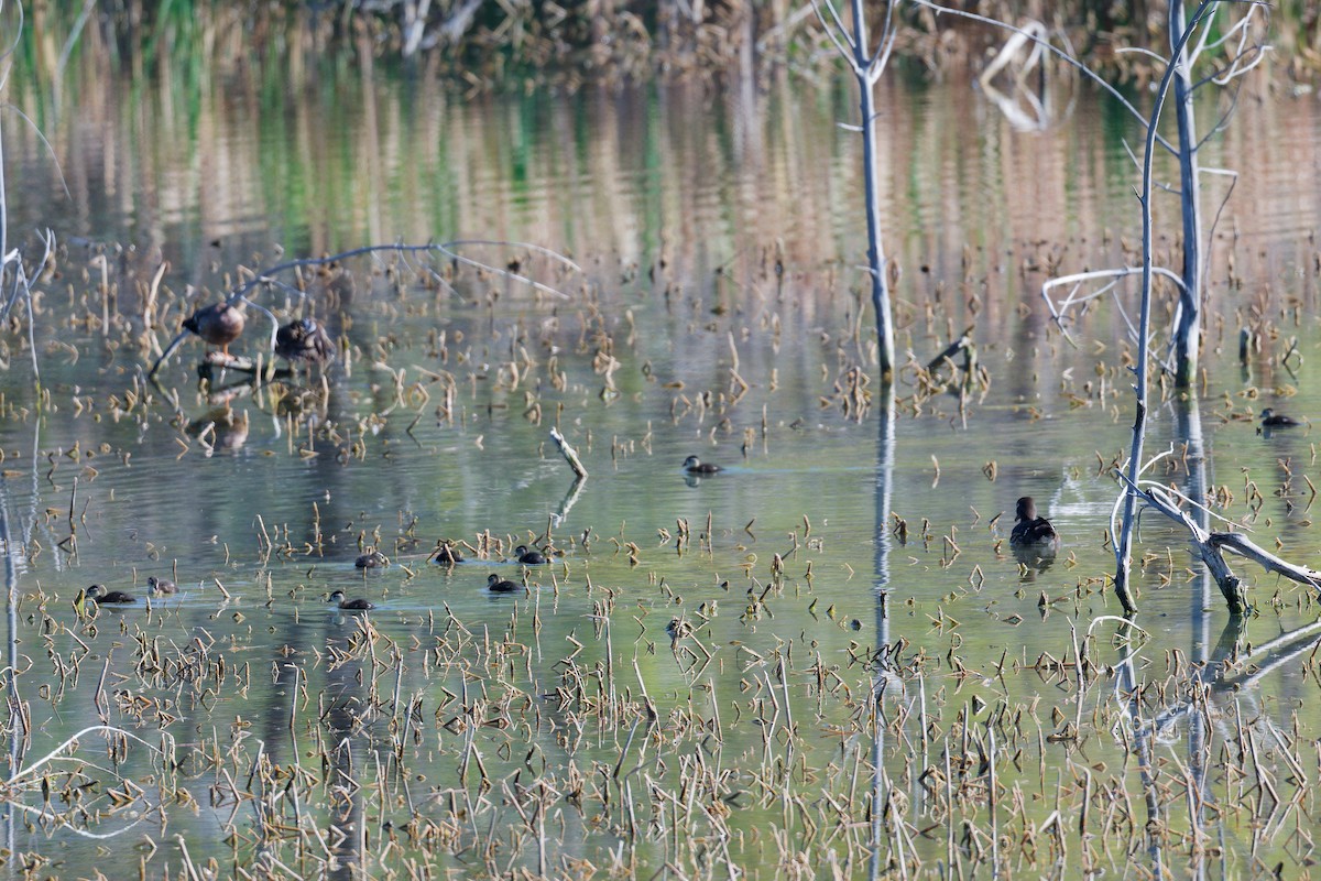Wood Duck - ML635371045