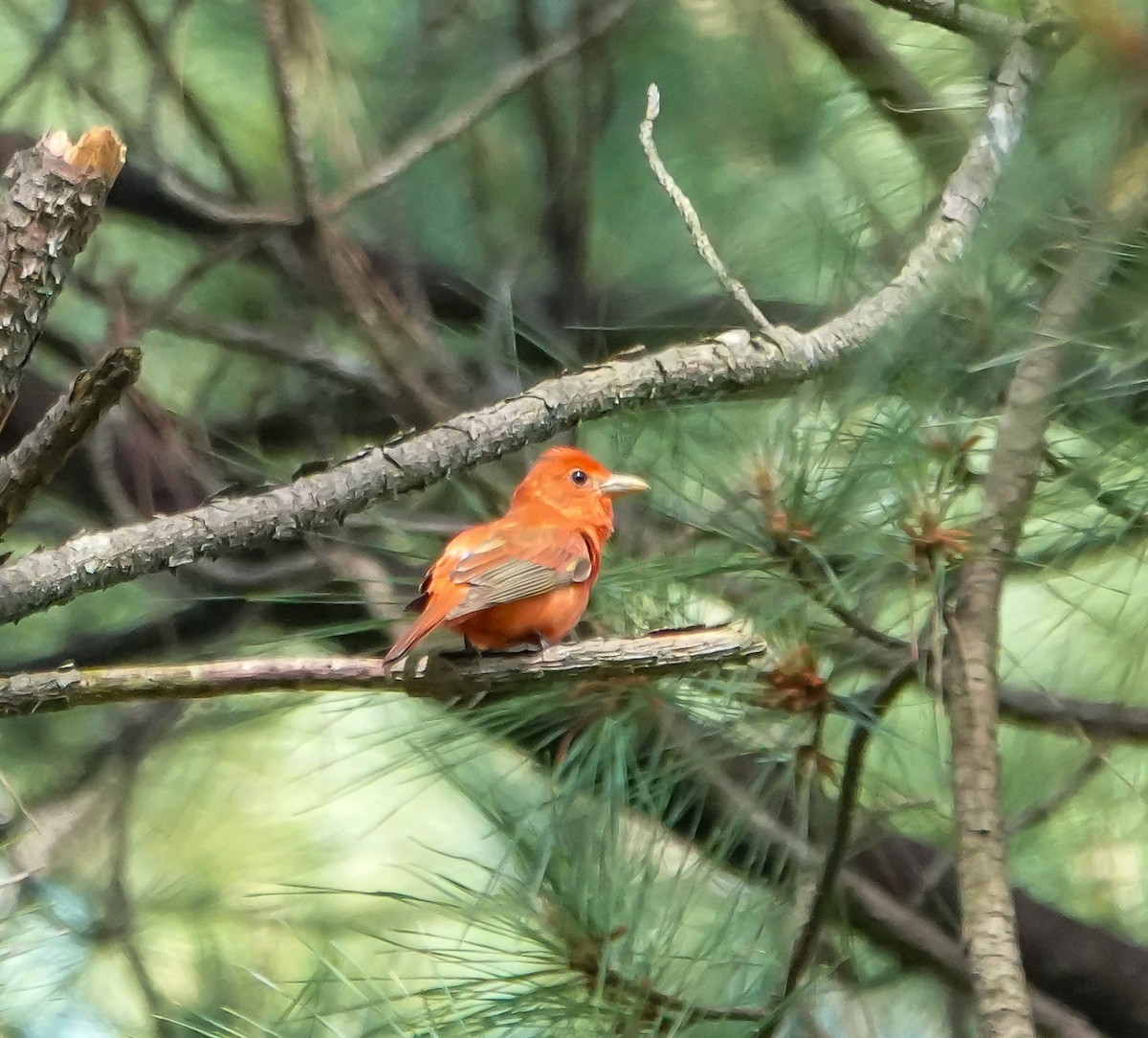 Summer Tanager - ML635371048