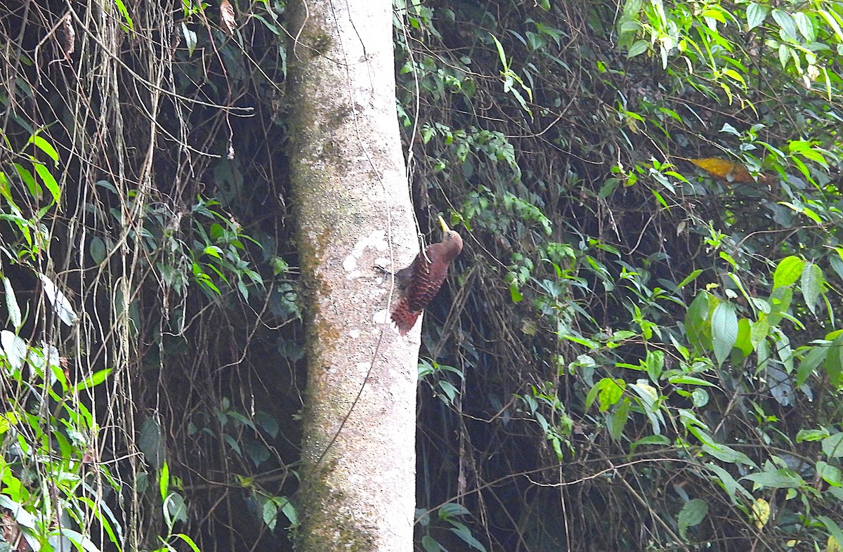 Bay Woodpecker - ML635371061
