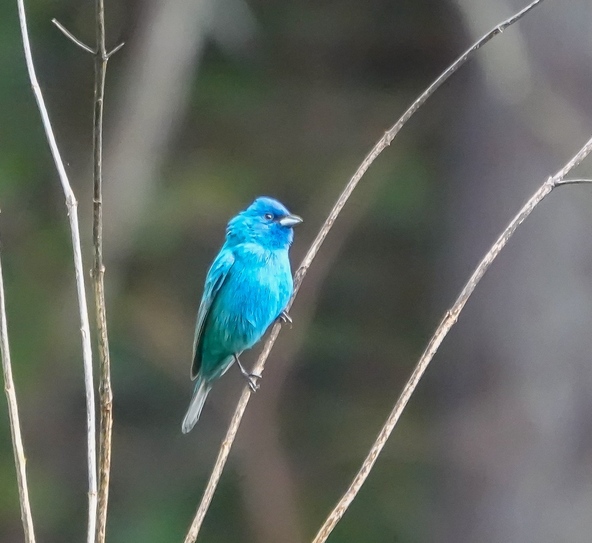 Indigo Bunting - ML635371063
