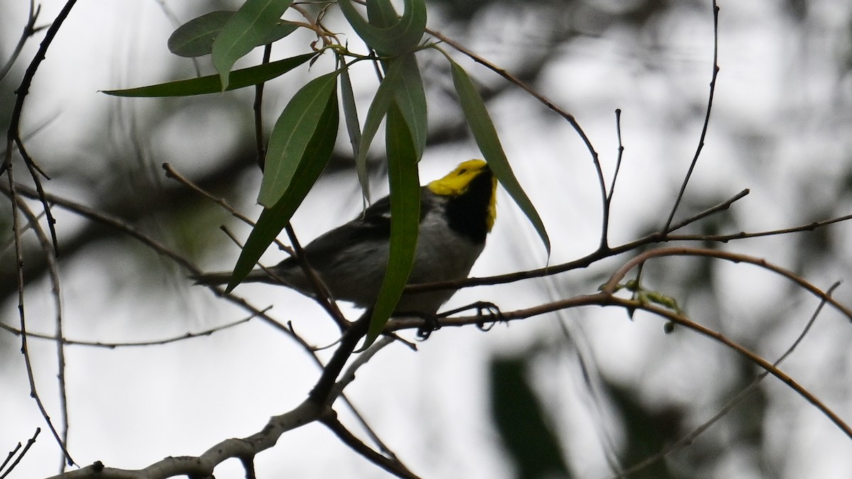 Hermit Warbler - ML635371069