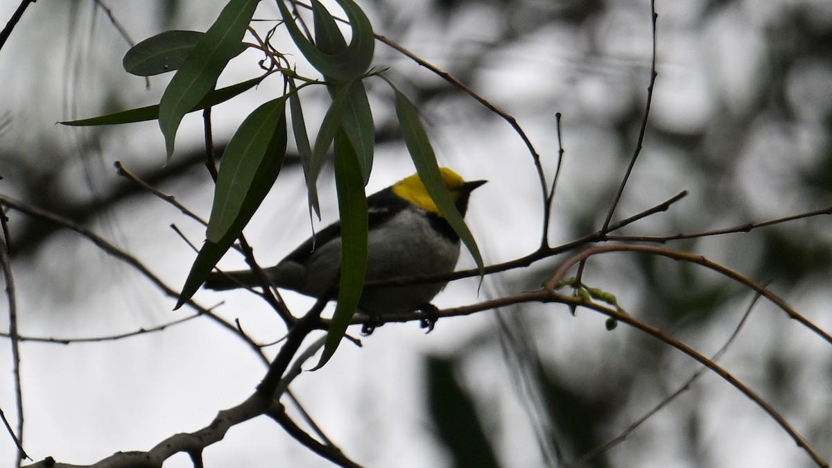 Hermit Warbler - ML635371074