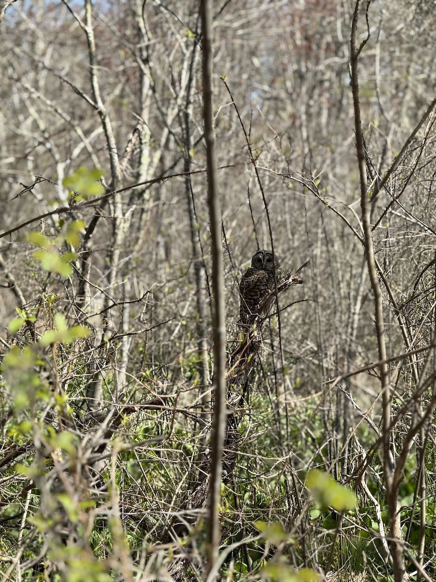 Barred Owl - ML635371076