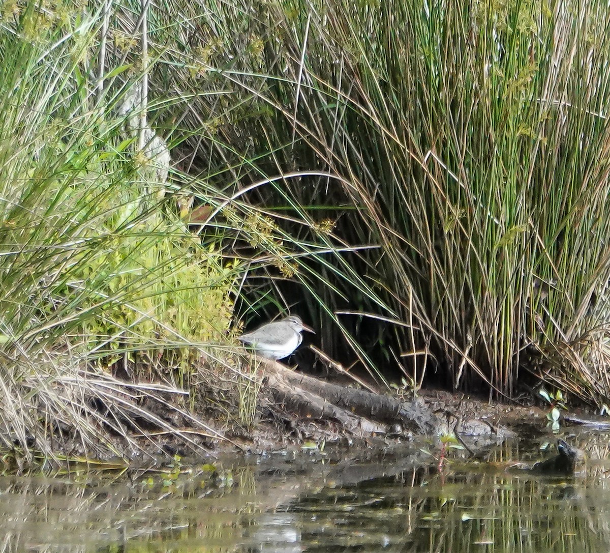 Spotted Sandpiper - ML635371077