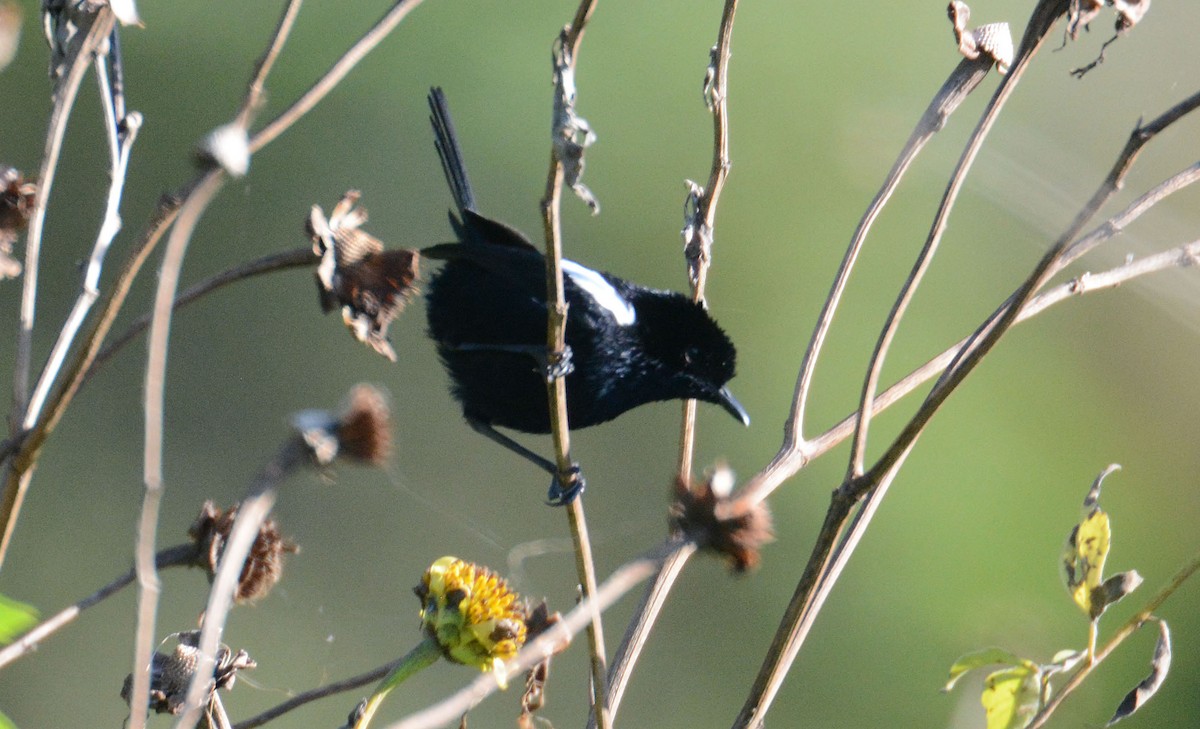 White-shouldered Fairywren - ML635371099