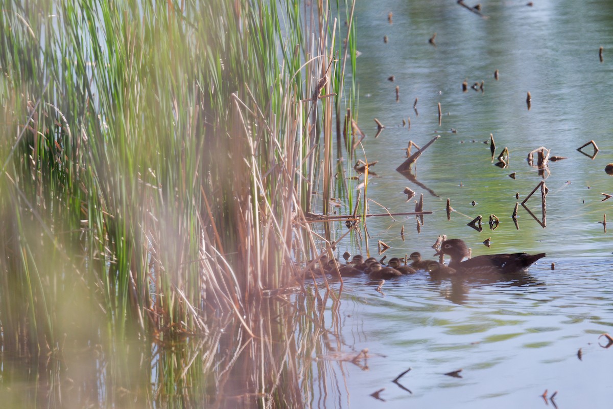 Wood Duck - ML635371106