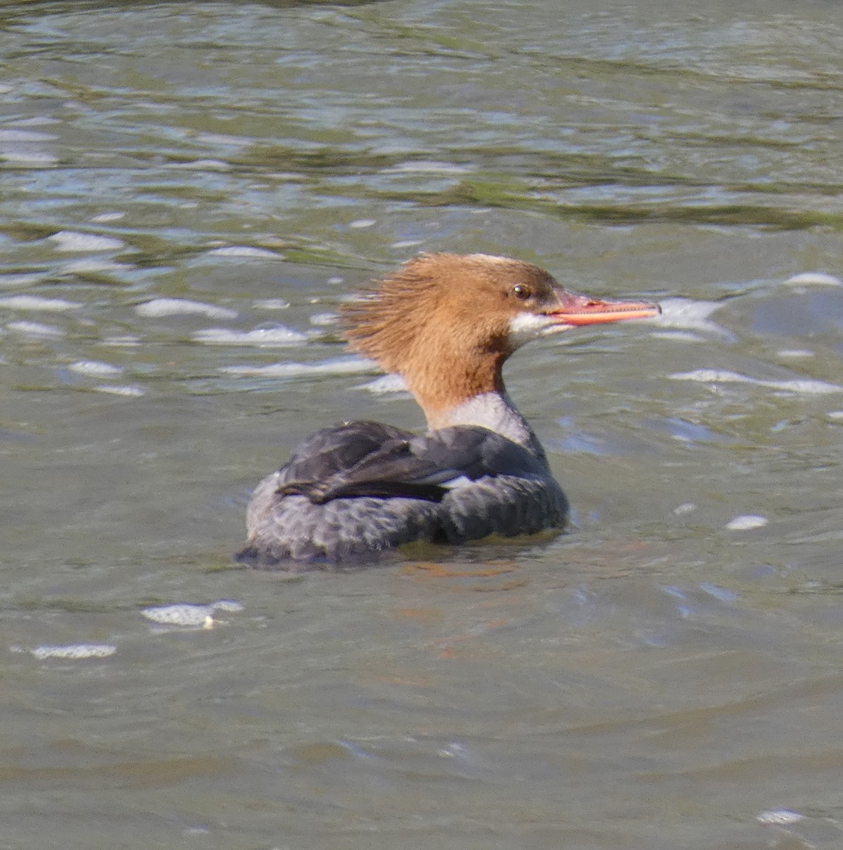 Common Merganser - ML635371108