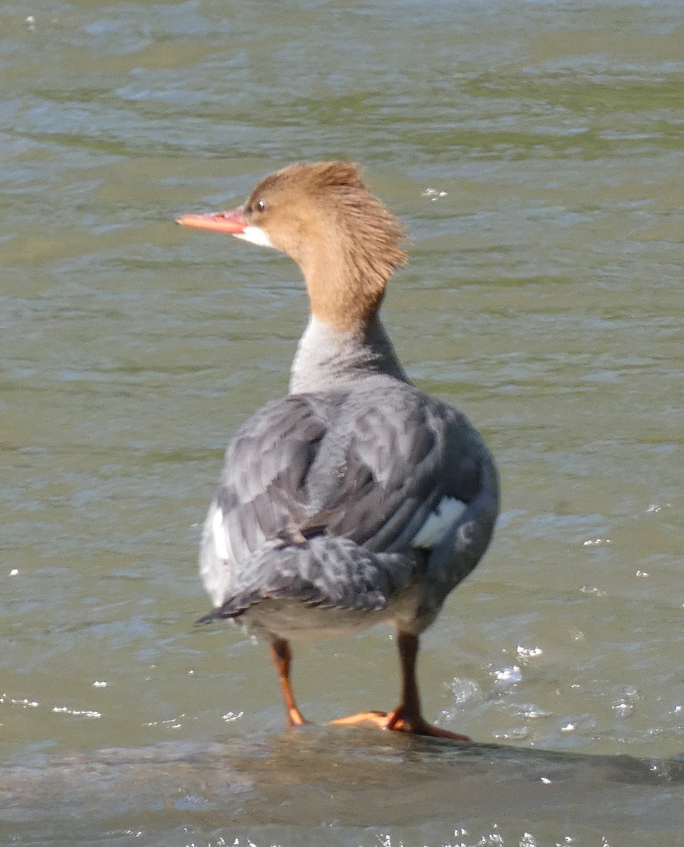 Common Merganser - ML635371116