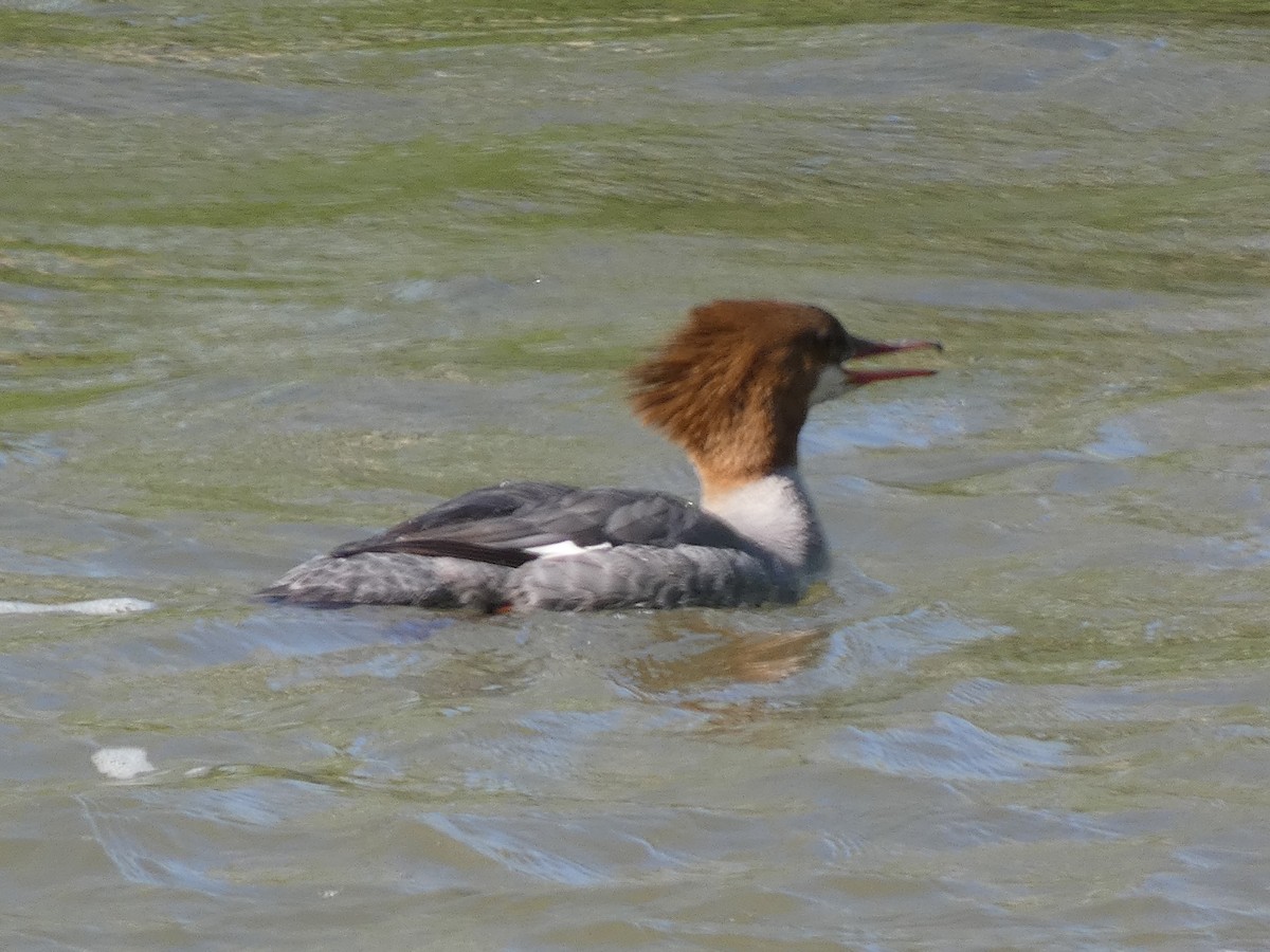Common Merganser - ML635371125