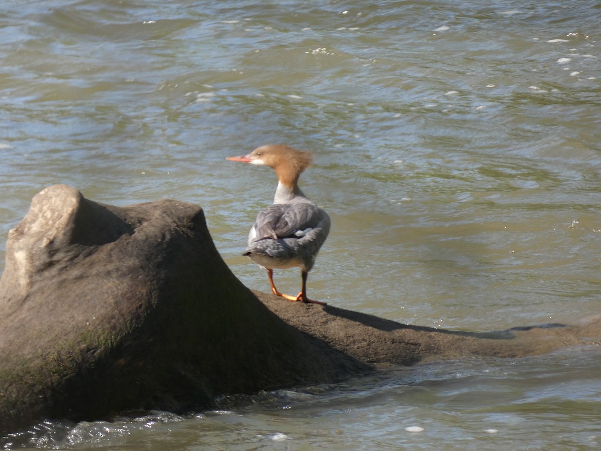 Common Merganser - ML635371131