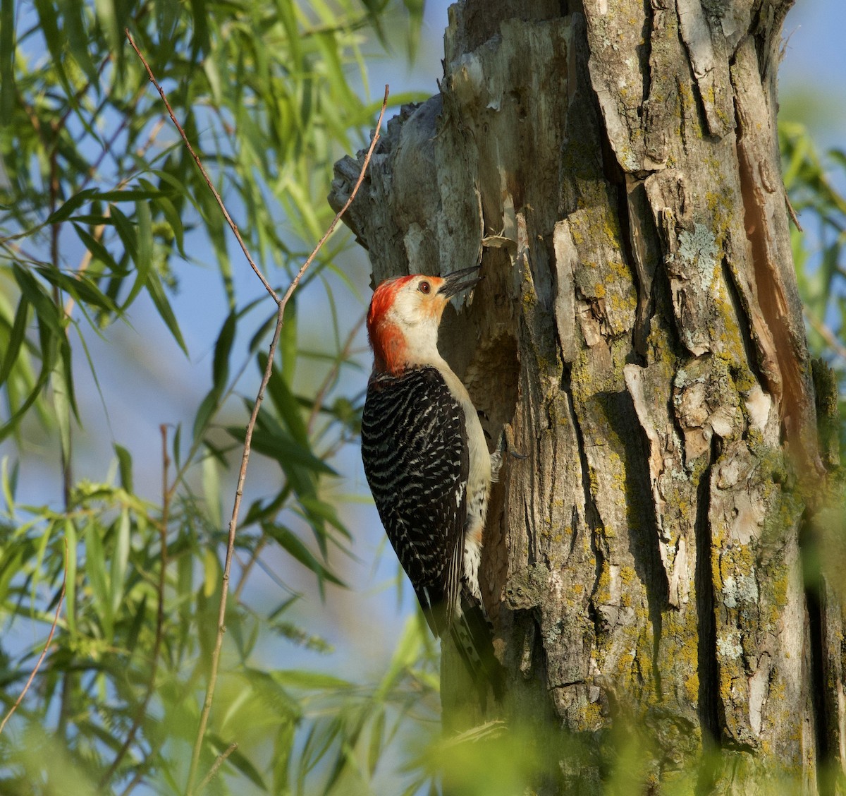 Red-bellied Woodpecker - ML635371135