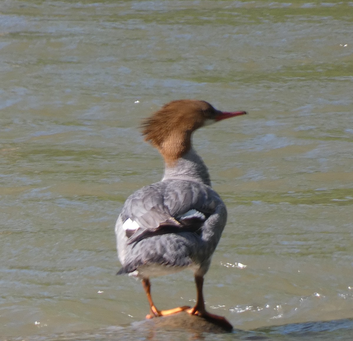 Common Merganser - ML635371142
