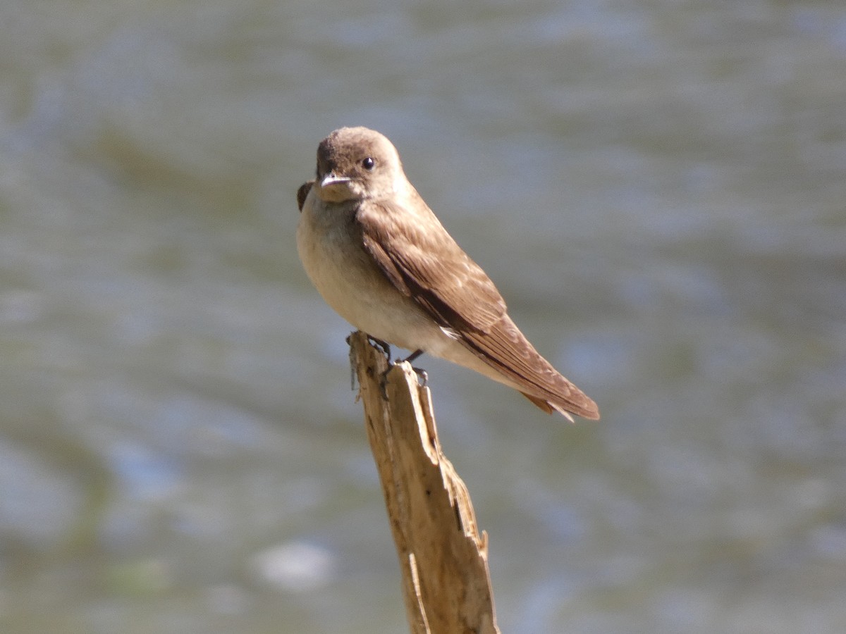 Northern Rough-winged Swallow - ML635371162