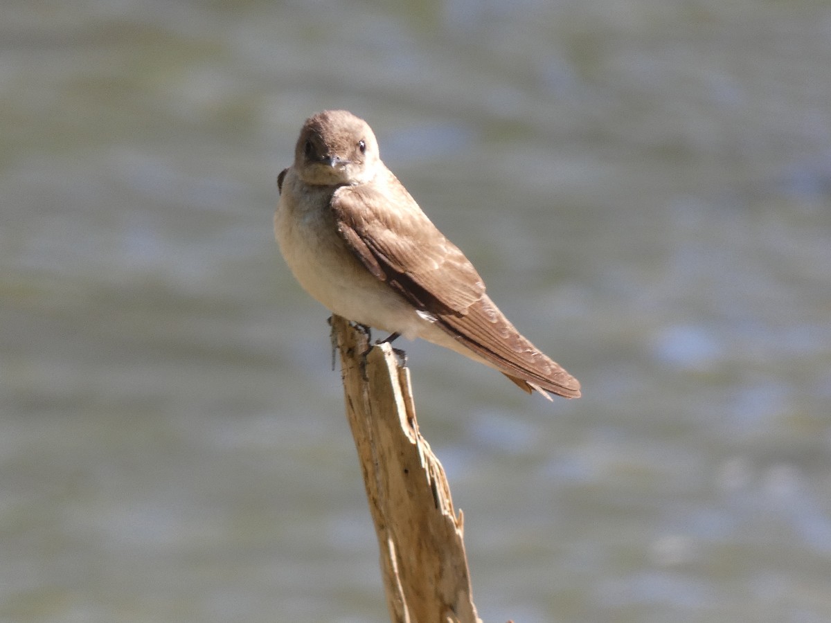 Northern Rough-winged Swallow - ML635371166