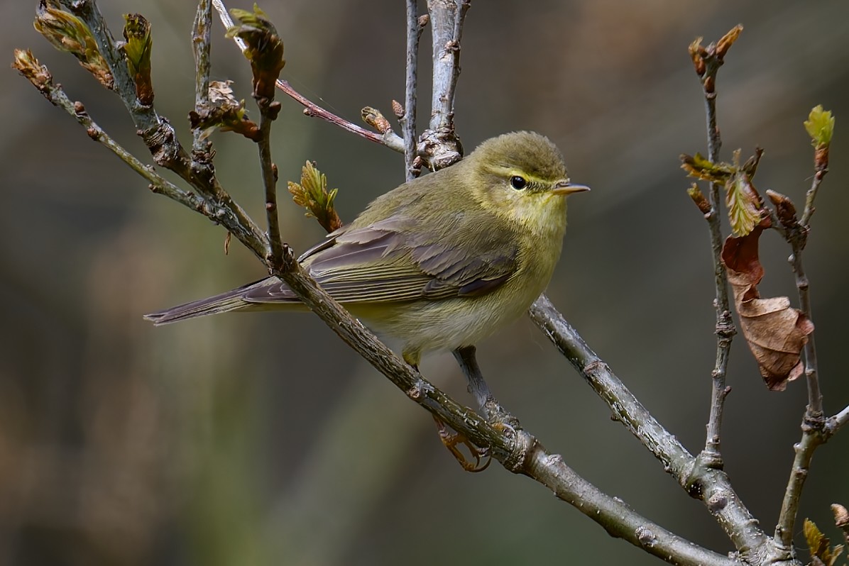 Ногоон дууч шувуу - ML635371168