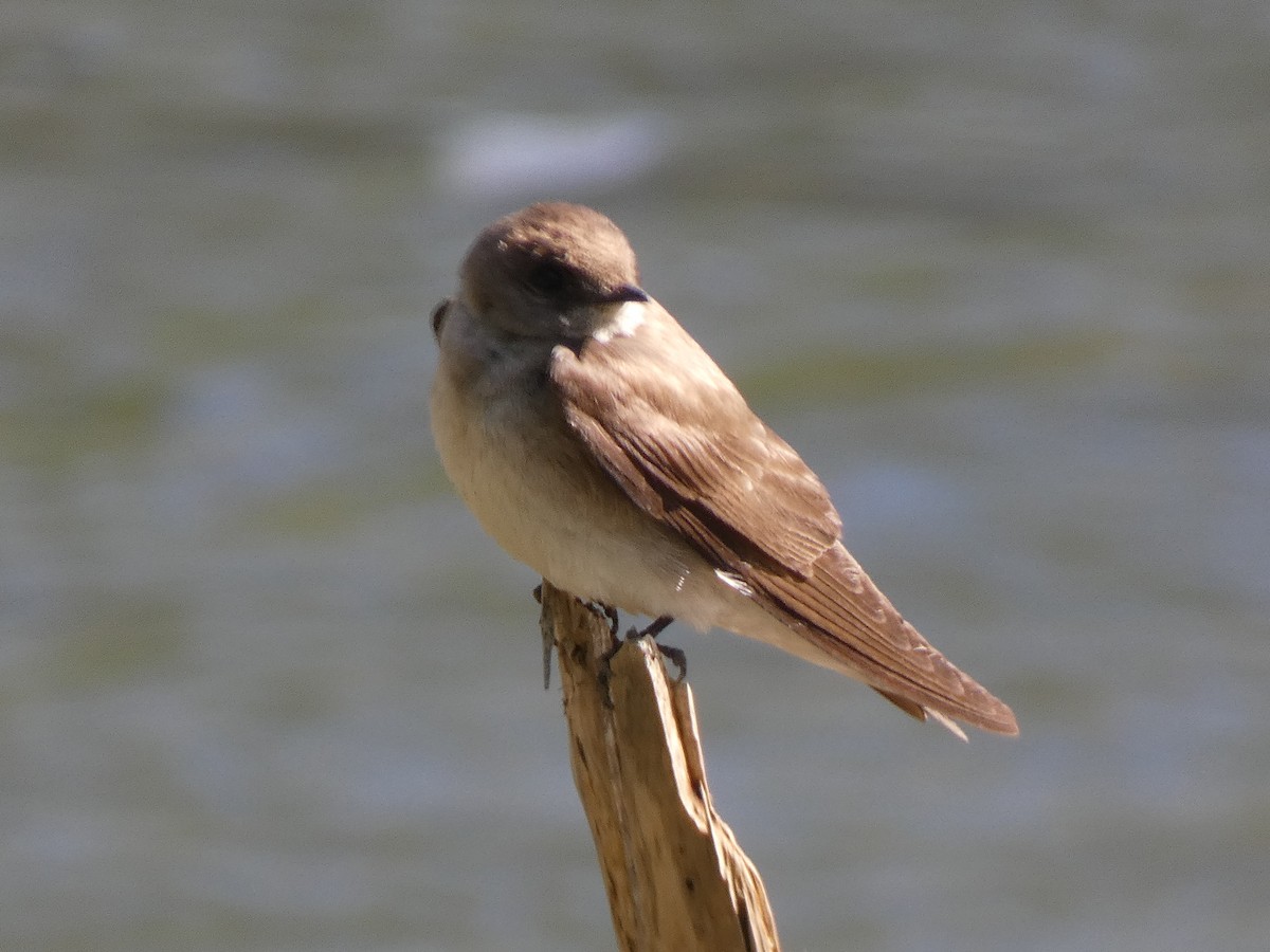 Northern Rough-winged Swallow - ML635371173