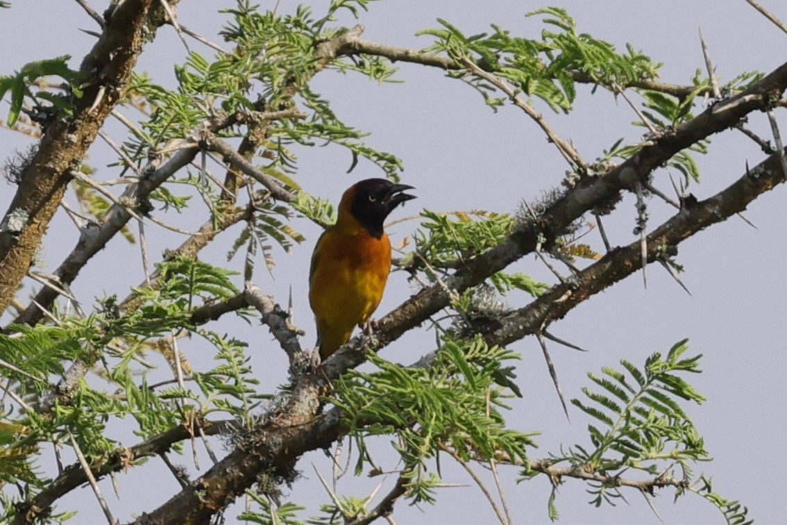 Golden-backed Weaver - ML635371176