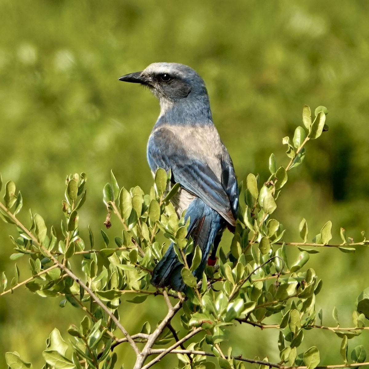 Florida Scrub-Jay - ML635371180