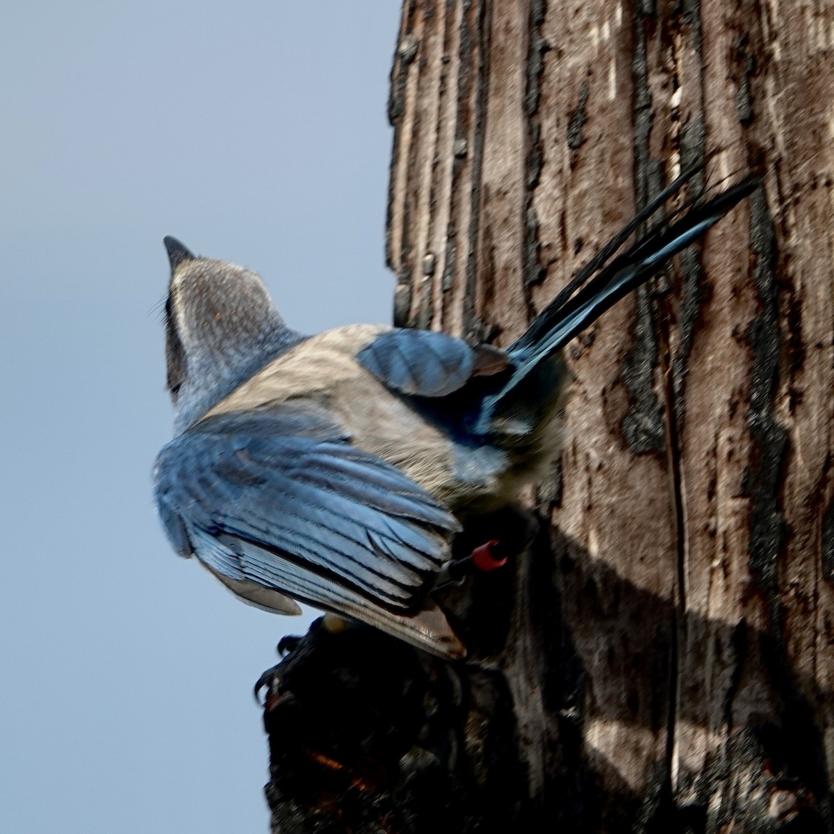 Florida Scrub-Jay - ML635371181