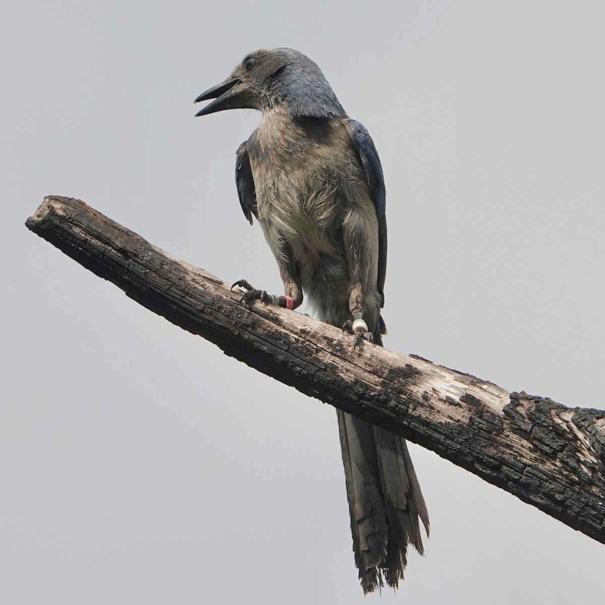 Florida Scrub-Jay - ML635371182