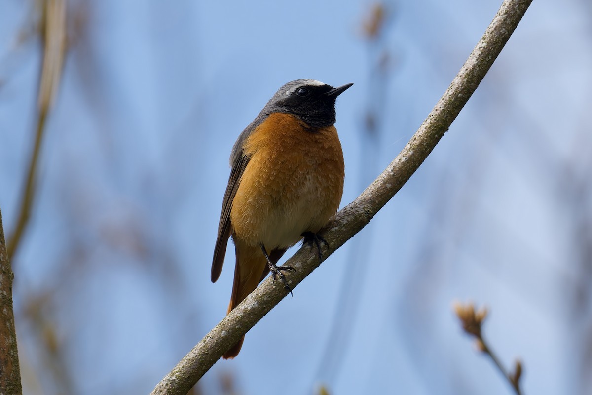 Эгэл гал сүүлт - ML635371193