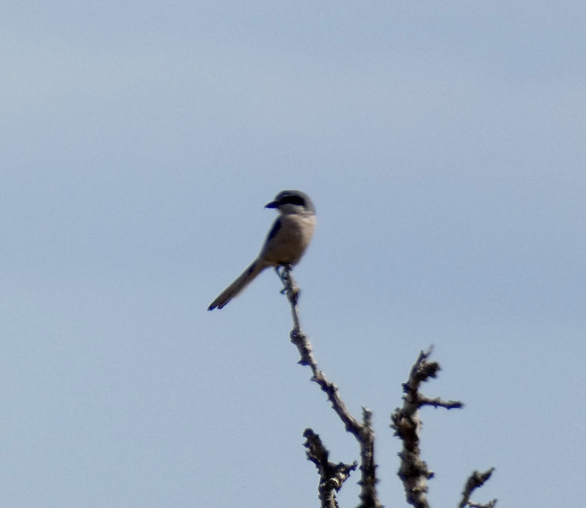 Iberian Gray Shrike - ML635371194