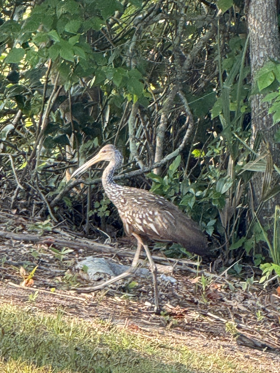 Limpkin - ML635371197