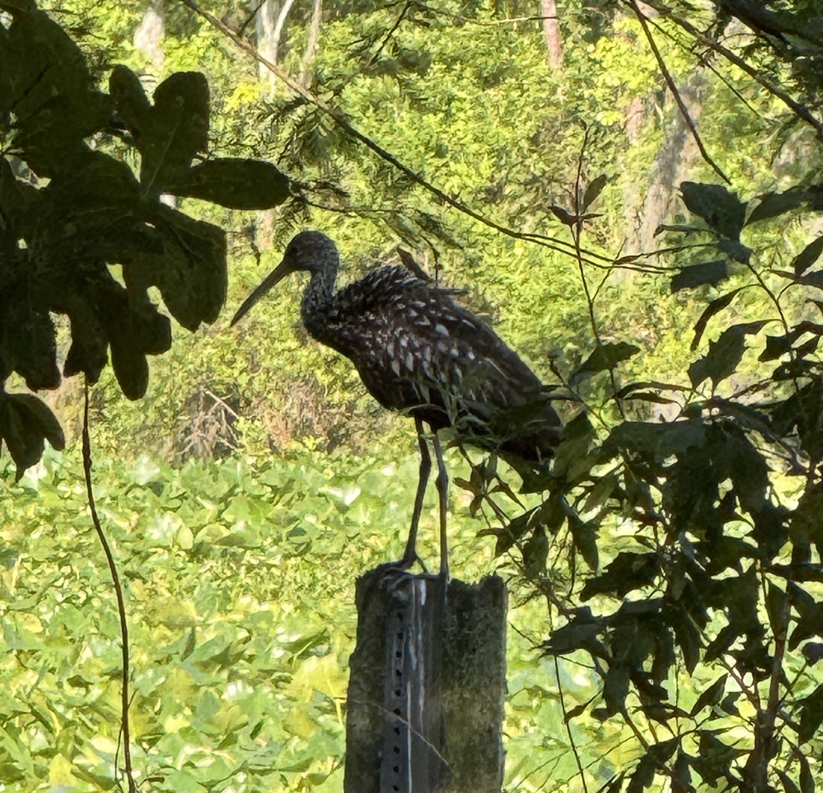 Limpkin - ML635371198