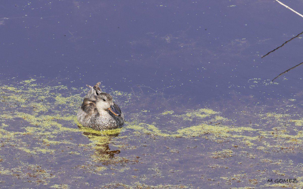 Gadwall - ML635371210