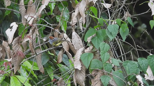 Chestnut-crowned Warbler - ML635371220