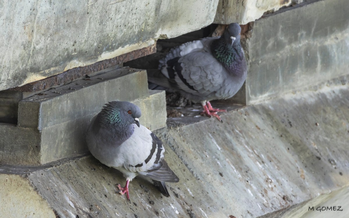 Rock Pigeon (Feral Pigeon) - ML635371247