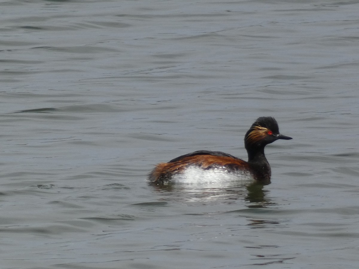 Eared Grebe - ML635371252