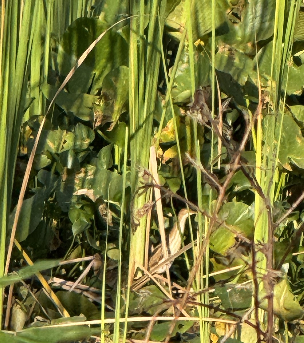 Least Bittern - ML635371257