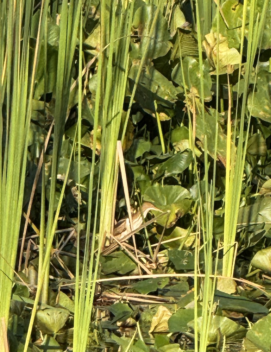 Least Bittern - ML635371258