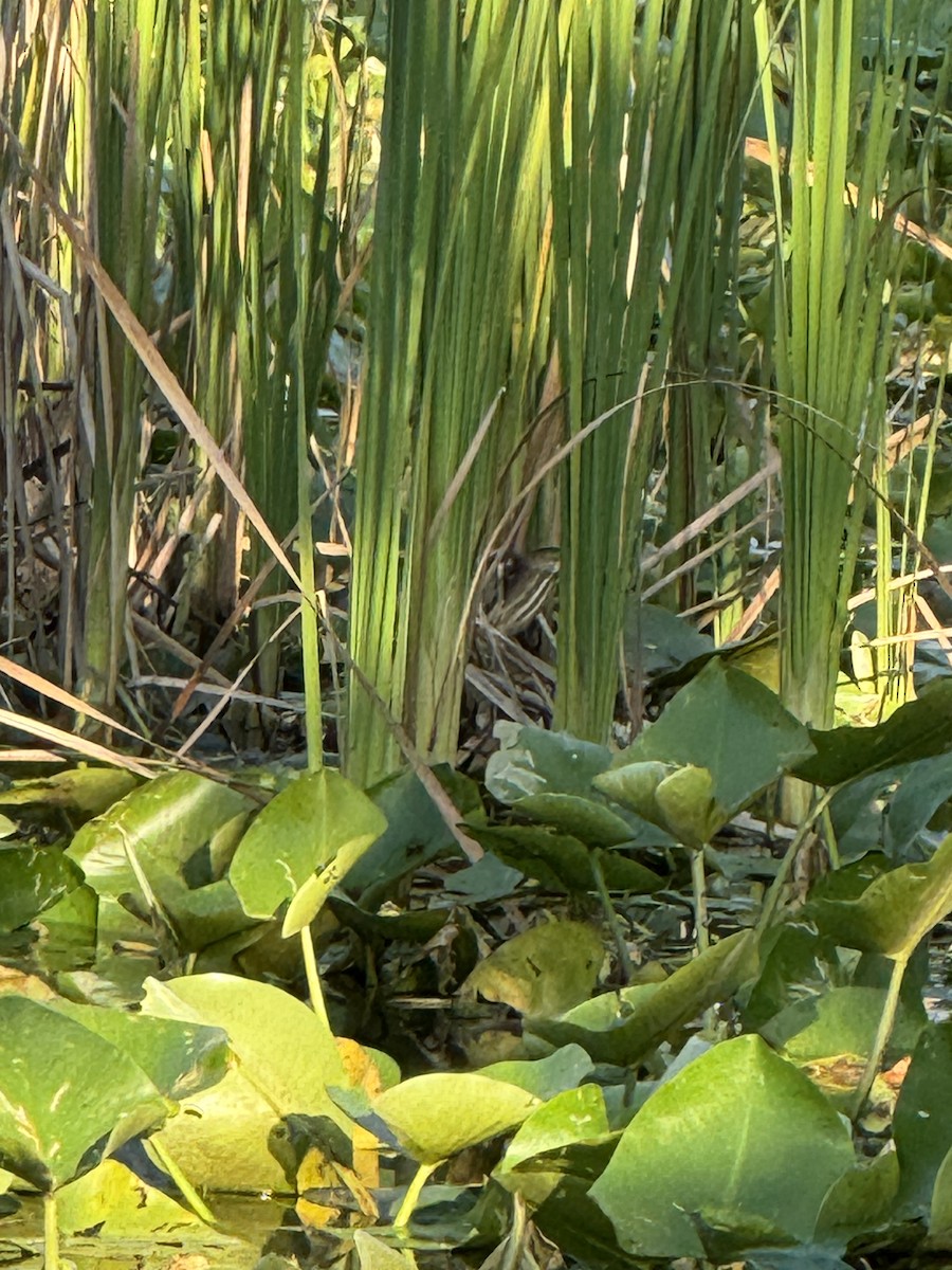 Least Bittern - ML635371259