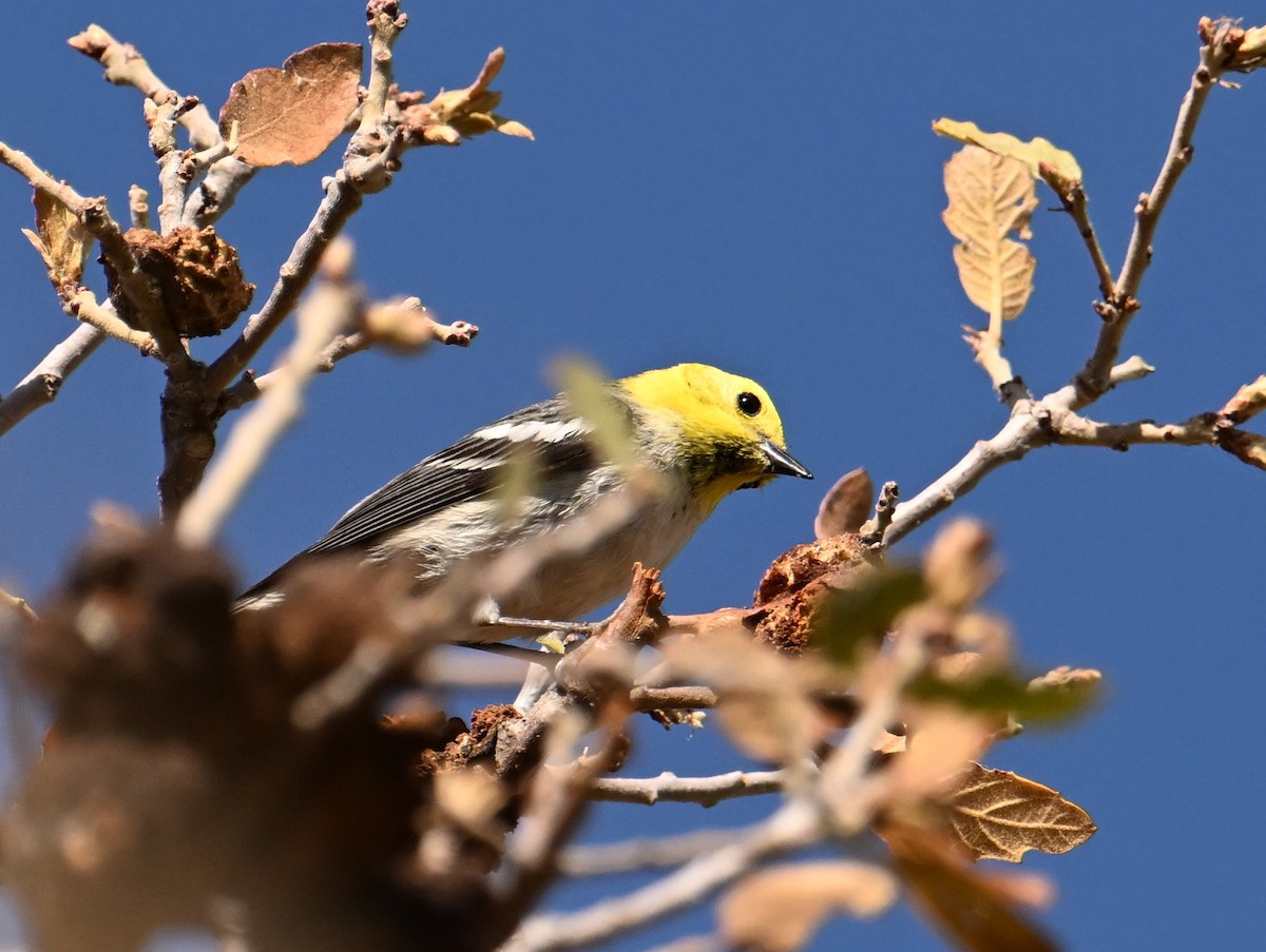 Hermit Warbler - ML635371260