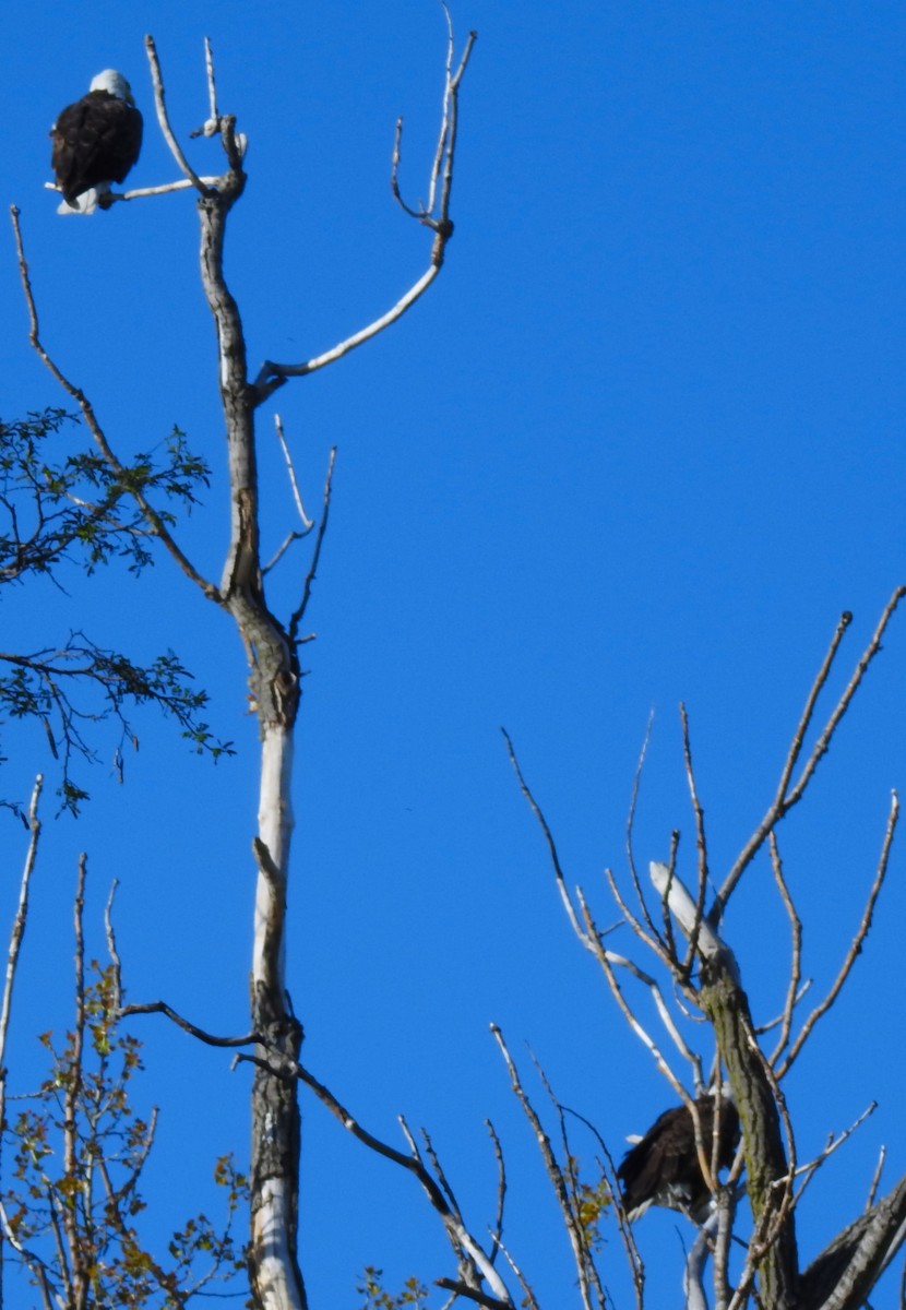 Bald Eagle - ML635371287