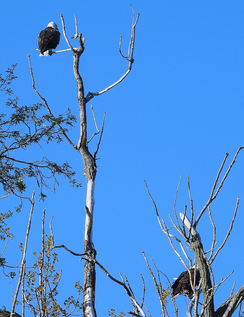 Bald Eagle - ML635371291