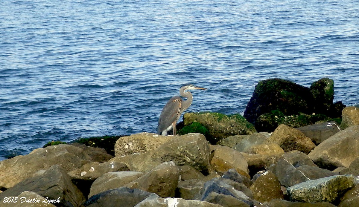 Great Blue Heron - ML635371294