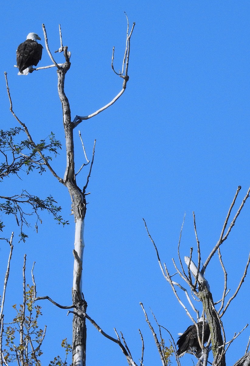 Bald Eagle - ML635371298