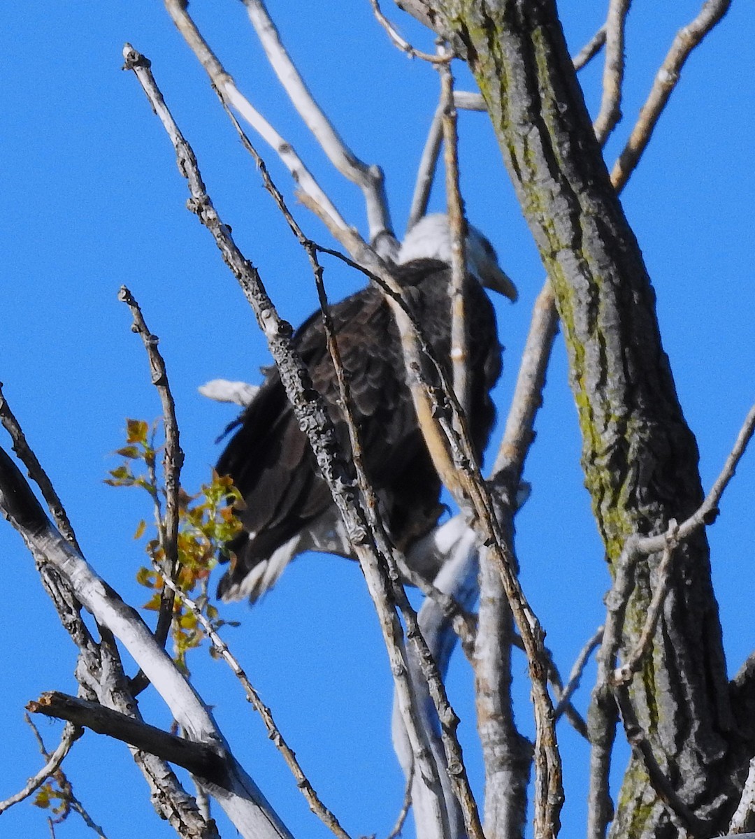 Weißkopf-Seeadler - ML635371306