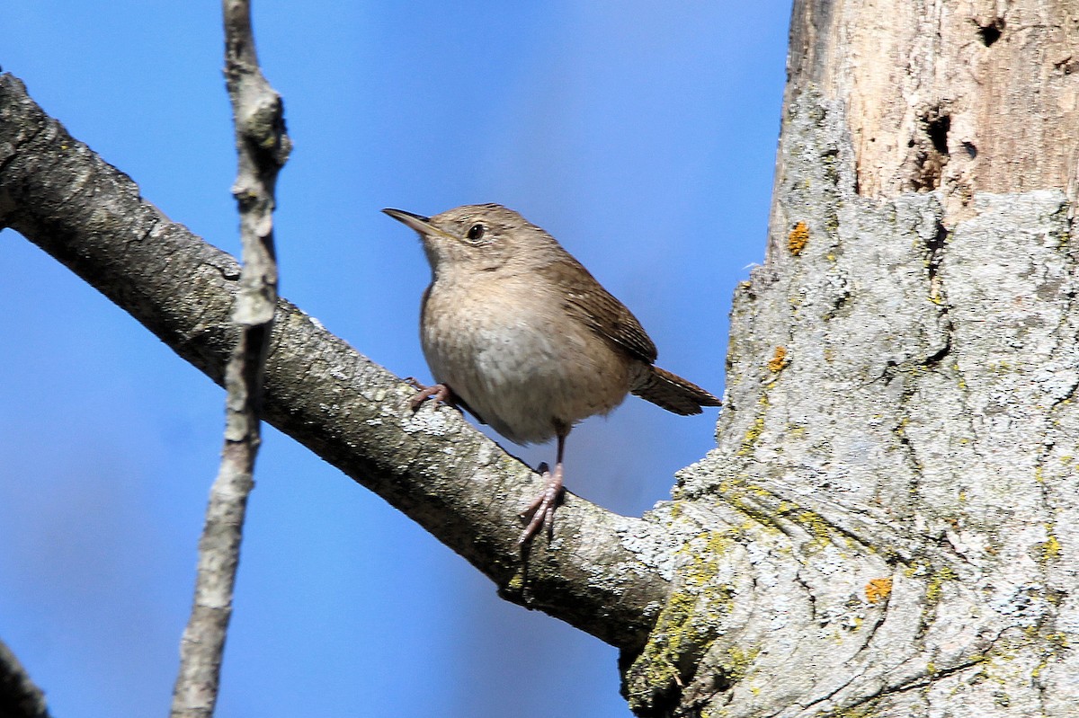 Northern House Wren - ML635371308