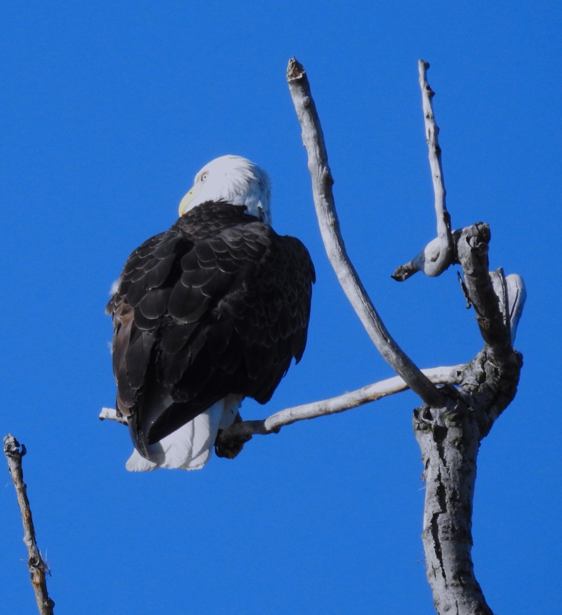 Weißkopf-Seeadler - ML635371312