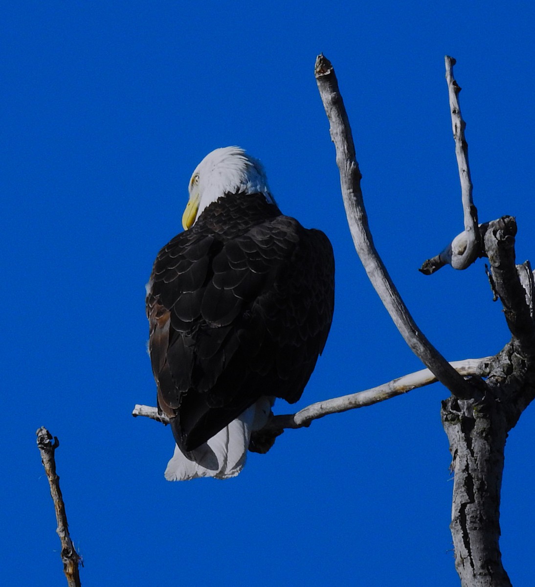 Weißkopf-Seeadler - ML635371319