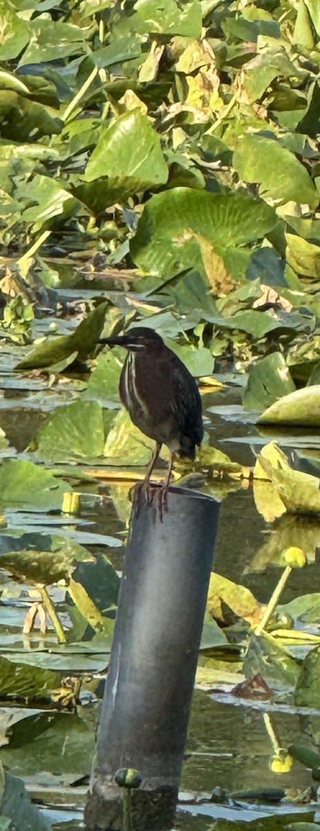 Koartzatxo berdea - ML635371329